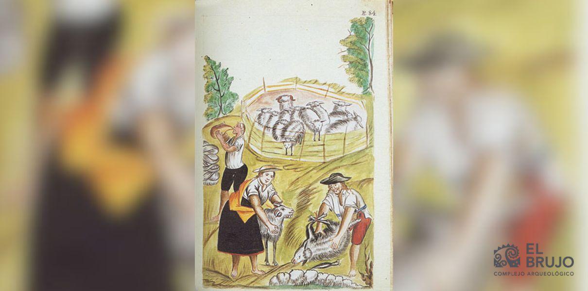 Indios esquilando ovejas